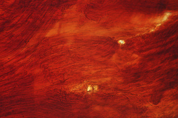 Miniera di Gambatesa 35